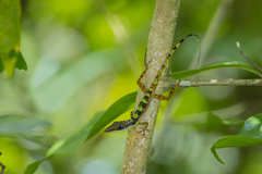 Bahoruco Long-Snouted Anole photo 2