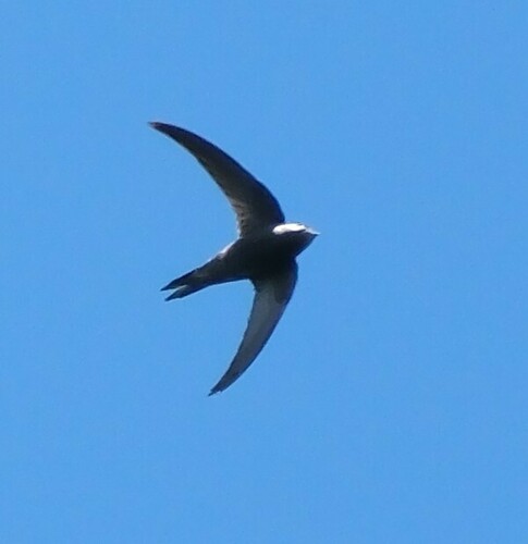 Plain Swift (Apus unicolor), photo 10
