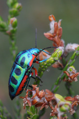 Calidea dregii