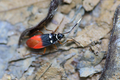 Dindymus albicornis