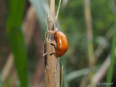 Podontia lutea