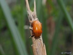 Podontia lutea