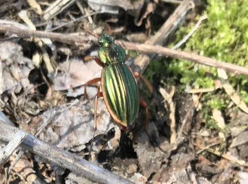Golden Ground Beetle photo 5