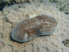Ctenactis