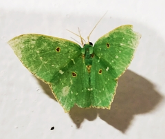 Cyclothea disjuncta