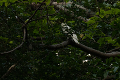 Cacatua sulphurea