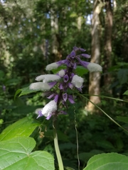 Salvia divinorum