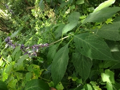 Salvia divinorum