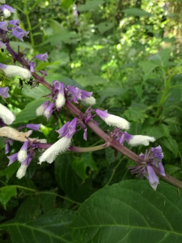 Salvia divinorum, photograph 2
