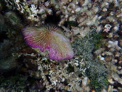 Fungia fungites