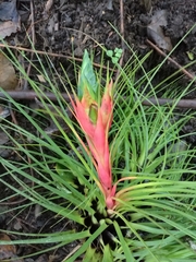 Tillandsia punctulata