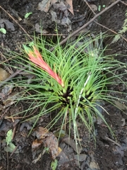 Tillandsia punctulata
