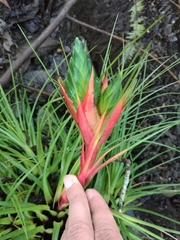 Tillandsia punctulata