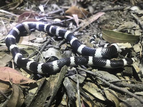 Eastern Bandy Bandy sighting