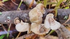 Poronidulus conchifer image