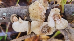 Poronidulus conchifer image