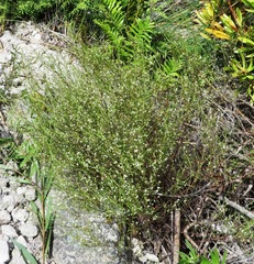 Coleonema juniperinum