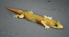 Hemidactylus brookii
