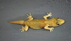 Hemidactylus brookii