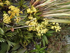 Aciphylla monroi