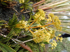Aciphylla monroi