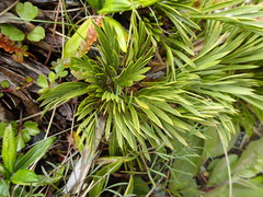 Aciphylla monroi