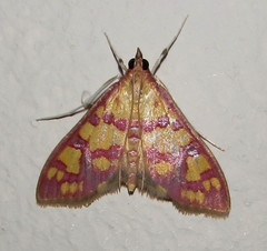 Stenochora lancinalis