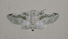 Chionopora tarachodes