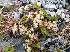 Anisotome flexuosa