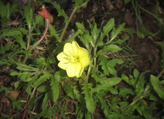 Oenothera indecora