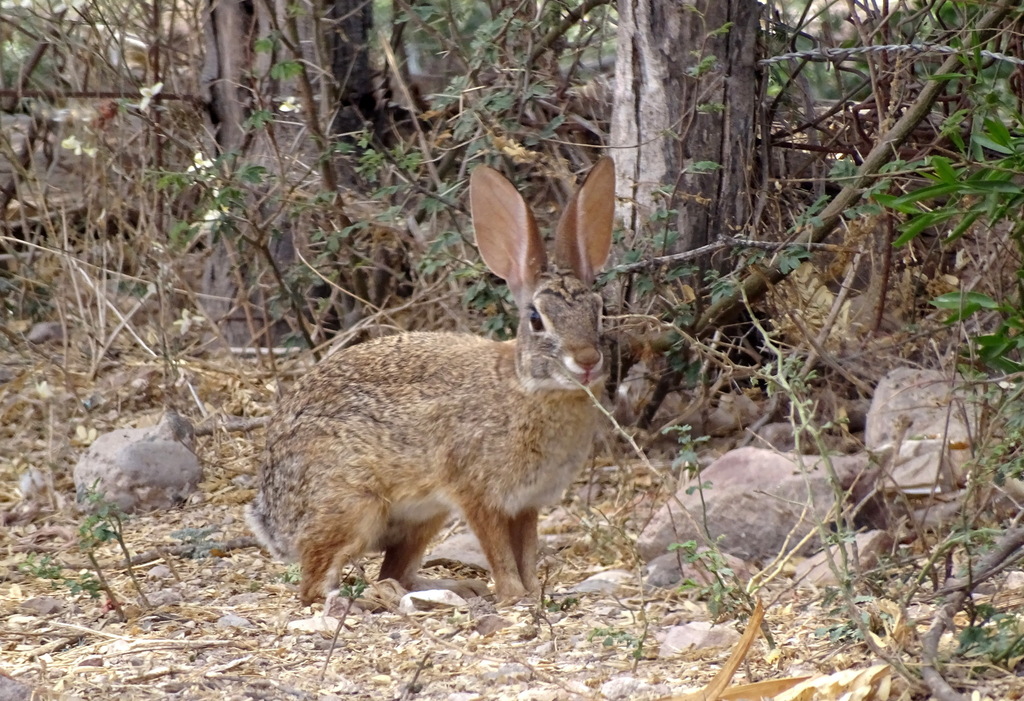 Mexican Cottontail from El Fuerte, Sin., México on May 5, 2023 at 02:27