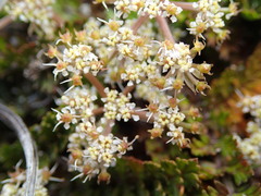 Anisotome flexuosa