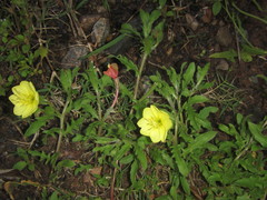 Oenothera indecora