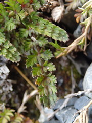 Anisotome flexuosa