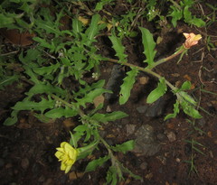 Oenothera indecora