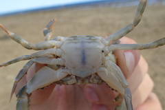 Thranita coeruleipes