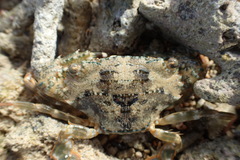 Thranita coeruleipes