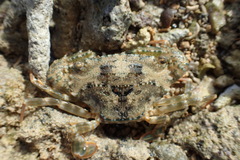 Thranita coeruleipes