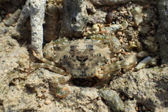 Thranita coeruleipes