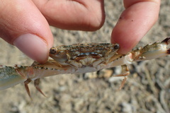 Thranita coeruleipes