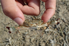 Thranita coeruleipes