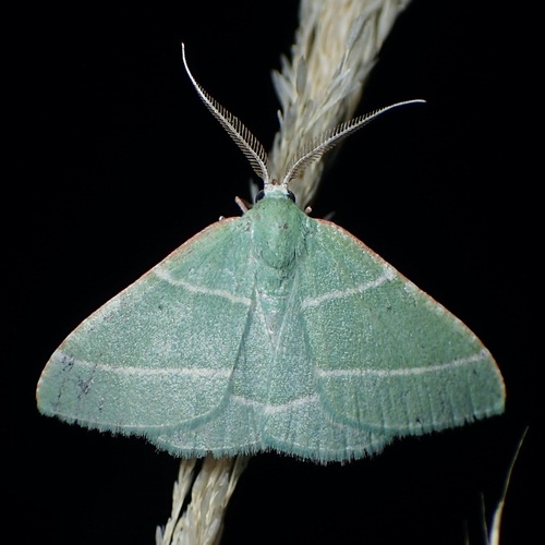 Phoenix Emerald Moth photo 5