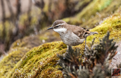 Cinclodes albidiventris