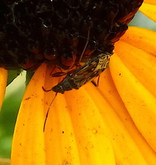 Ligyrocoris diffusus