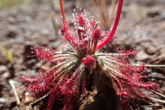 Drosera neocaledonica