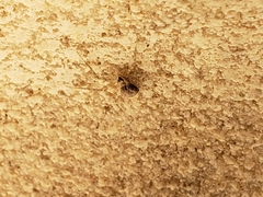 Murricia uva