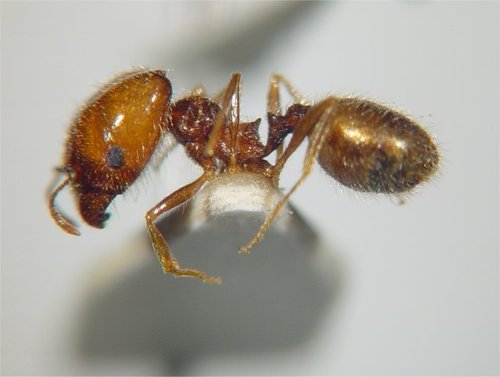 Sand-loving Big-headed Ant