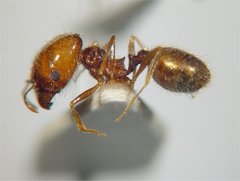 Pheidole psammophila