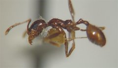 Pheidole psammophila