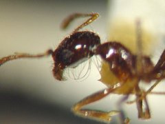 Pheidole psammophila